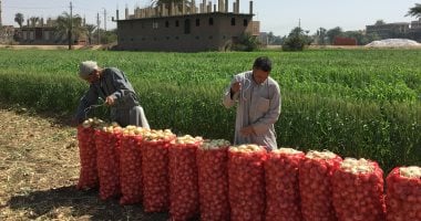 زراعة الشرقية .. تخطى المستهدف زراعته لمحصول البصل بـ5000 فدان – المحرر العربي