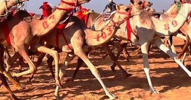 4 يناير.. الأقصر على موعد مع بطولة سباق الهجن بحاجر المساوية فى مدينة إسنا – المحرر العربي