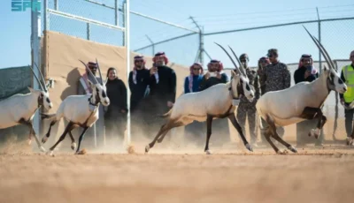 إطلاق 66 من ظباء الريم والإدمي و المها الوضيحي وطيور الحبارى في محمية الملك خالد الملكية . صحيفة المرصد – المحرر العربي