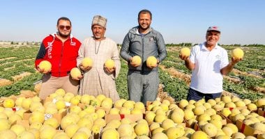 10 صور ترصد فرحة حصاد الباذنجان والفلفل والطماطم وفاكهة الشتاء بجبال الأقصر – المحرر العربي