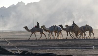 بمشاركة 600 متسابق..افتتاح مهرجان الهجن العربي والتراث بمدينة شرم الشيخ جنوب سيناء