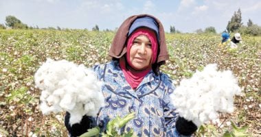 جنى الأقطان قصيرة التيلة شرق العوينات تمهيدا لتوريدها للمصانع الوطنية – المحرر العربي