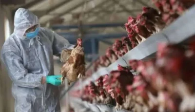 اكتشاف حالة جديدة لإنفلونزا الطيور من سلالة «H5N1» ونفوق 24 ألف طائر- المحرر العربي