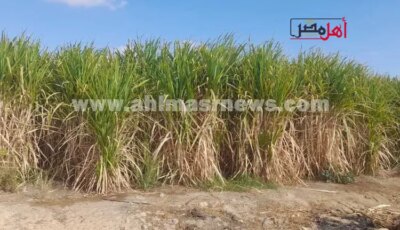 فرحة مزارعي سوهاج بموسم القصب.. فبراير المقبل انطلاق توريد محصول القصب بمصانع جرجا- المحرر العربي