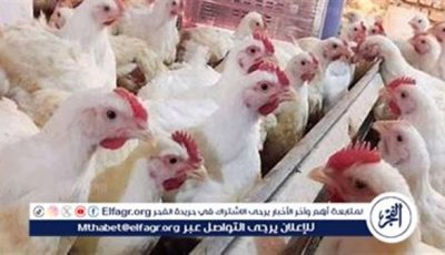 بورصة الدواجن.. أسعار الفراخ البيضاء اليوم الخميس 8-5-2025 في قنا