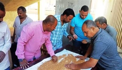 الصوامع والشون بأسوان تستقبل 257 ألف و440 طن من القمح