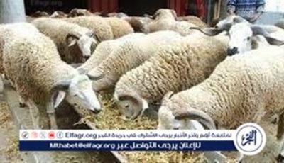صك الأضحية 2025 بـ7000 جنيه للمستورد و9500 جنيه للبلدي