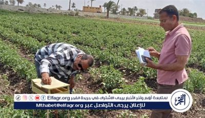 حملة موسعة لمتابعة مكافحة آفات القطن بإطسا في الفيوم