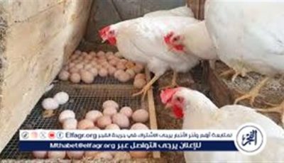 بورصة الدواجن.. تعرف على اسعار الدواجن اليوم السبت الموافق 10-5-2025 فى سوهاج