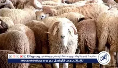 أسعار الأضاحي 2025 في مصر.. ارتفاع طفيف في الكيلو القائم واقبال متزايد مع اقتراب عيد الأضحى